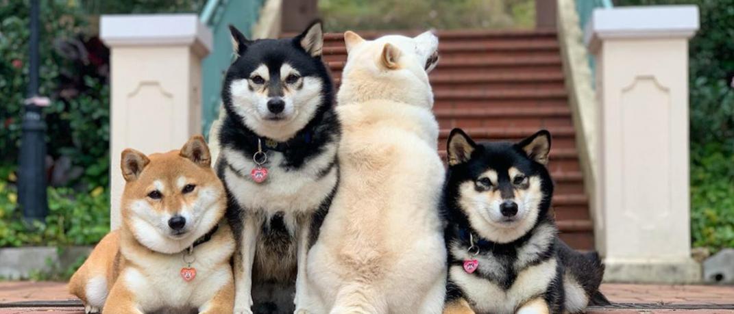 Τέσσερα σκυλιά ποζάρουν στον φακό 