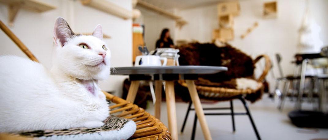 Cat cafes: Πίνεις τον καφέ σου παρέα με ναζιάρες γάτες | 0 bovary.gr