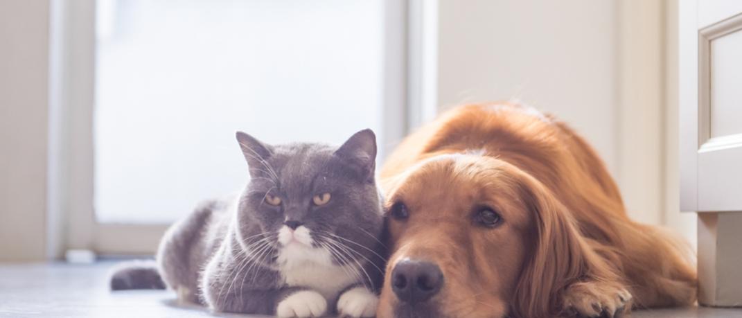 Μια γάτα δίπλα στον σκύλο, Φωτογραφία: Shutterstock