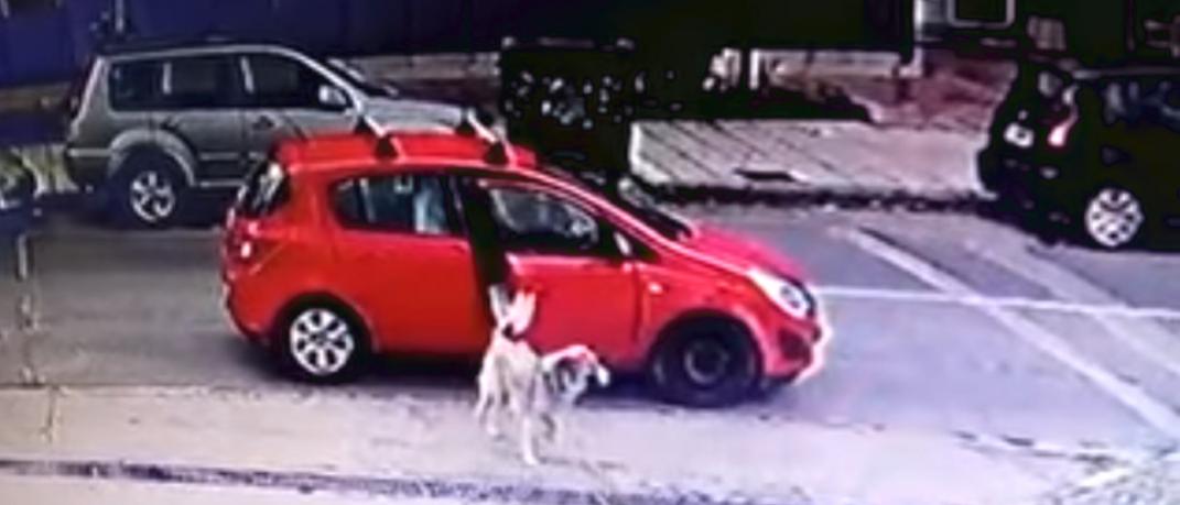 Οδηγός στη Θεσσαλονίκη εγκαταλείπει το σκύλο της αλλά την καταγράφει κάμερα ασφαλείας | 0 bovary.gr