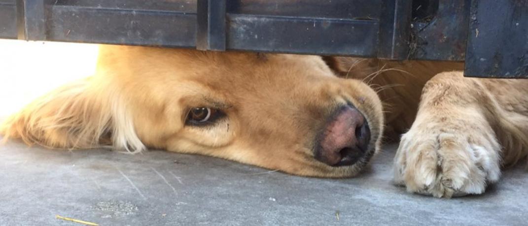 Ο πιο γλυκούλης σκύλος -Στριμώχνεται κάτω από μια πόρτα για το χάδι της... 17χρονης φίλης του | 0 bovary.gr