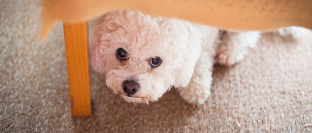Τι πρέπει και τι δεν πρέπει να κάνουμε αν ο σκύλος μας φοβάται τα βεγγαλικά | 0 bovary.gr