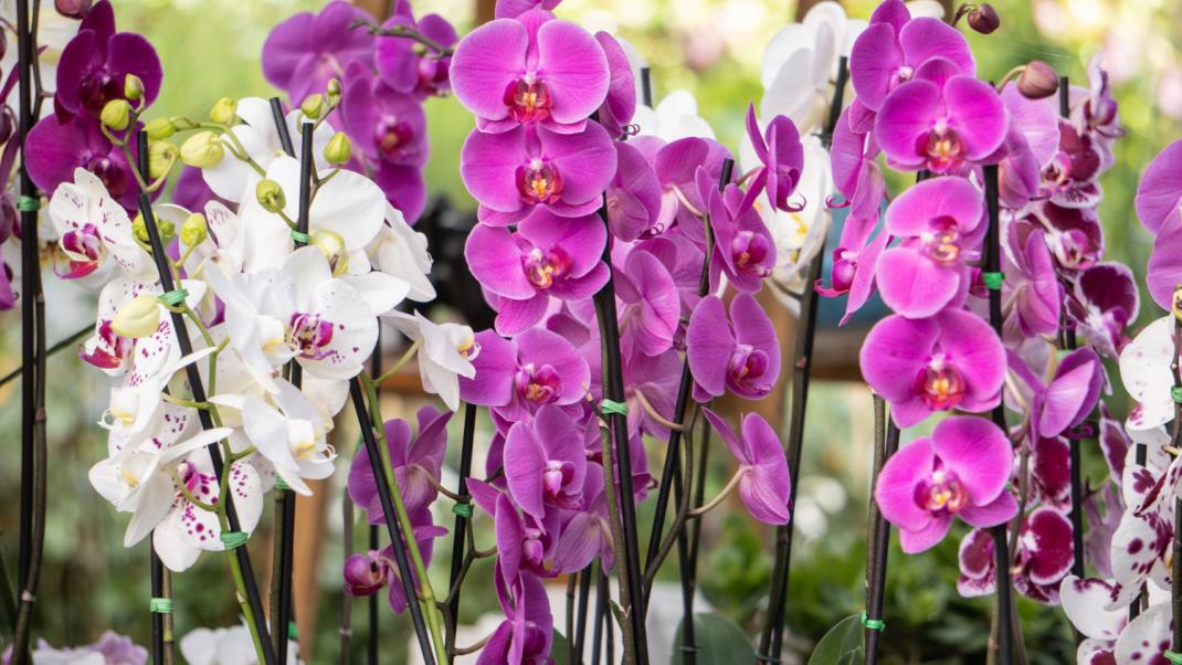 Ορχιδέες: Πώς θα κάνετε το εντυπωσιακό φυτό με τα χρωματιστά λουλούδια να «κρατήσει» για χρόνια 