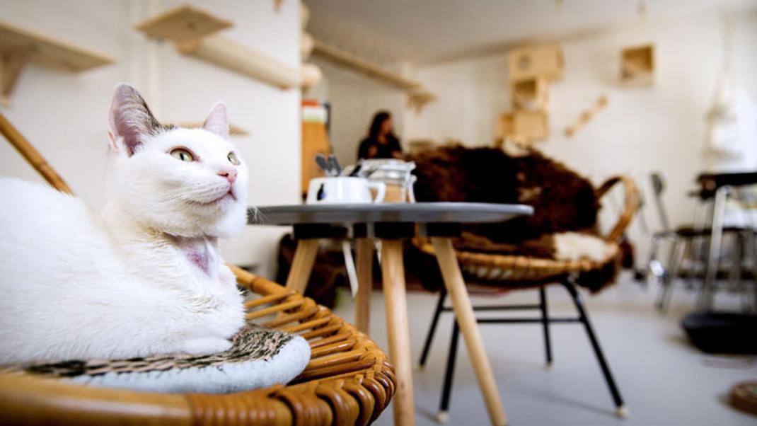 Cat cafes: Πίνεις τον καφέ σου παρέα με ναζιάρες γάτες | 0 bovary.gr