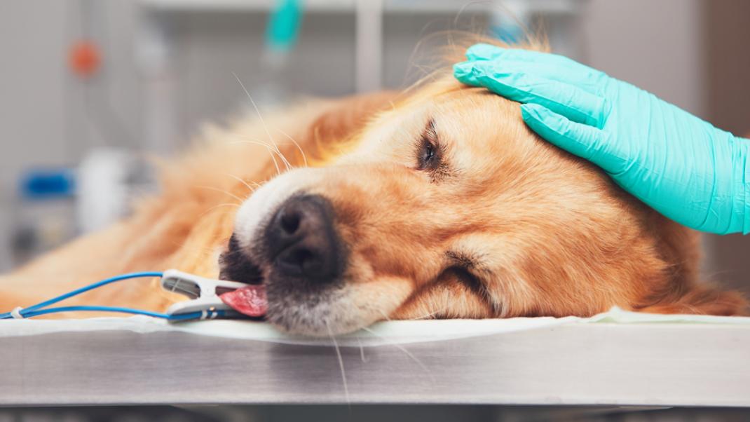 Ενας άρρωστος σκύλος στον κτηνίατρο, Φωτογραφία: Shutterstock/ By Jaromir Chalabala