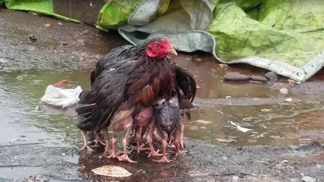 Η μητέρα της χρονιάς είναι μια κότα -To συγκινητικό βίντεο που έγινε viral | 0 bovary.gr