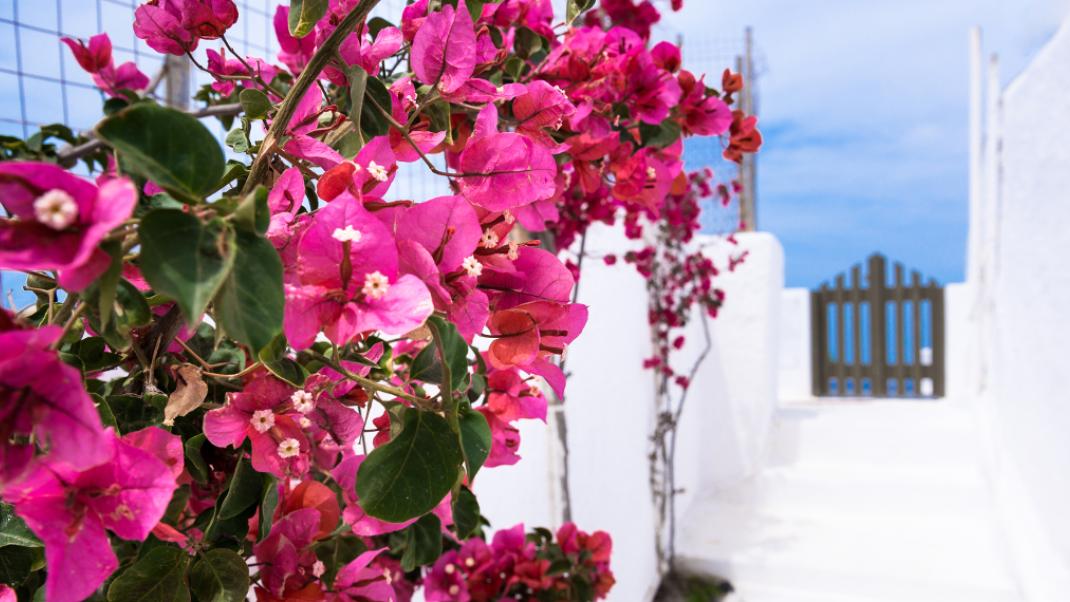 Conde Nast Traveler: Πες μου τι τύπος τουρίστα είσαι να σου πω σε ποιο ελληνικό νησί να πας | 0 bovary.gr