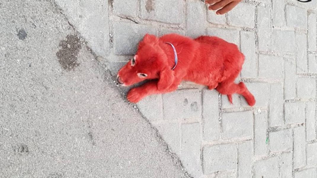 Απίστευτο: Έβαψαν κόκκινο ένα κουτάβι στη Χαλκίδα με βαφή μαλλιών | 0 bovary.gr
