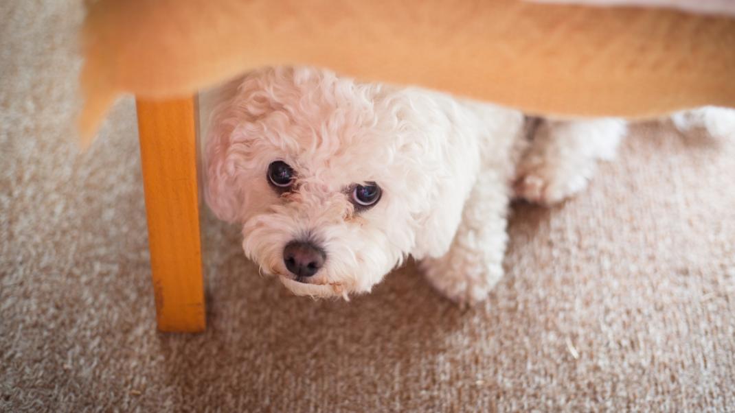 Τι πρέπει και τι δεν πρέπει να κάνουμε αν ο σκύλος μας φοβάται τα βεγγαλικά | 0 bovary.gr