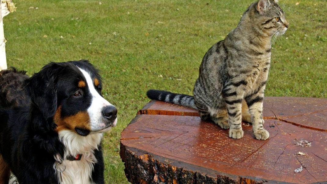 Γιατί οι σκύλοι και οι γάτες «μισούν» ο ένας τον άλλον; | 0 bovary.gr