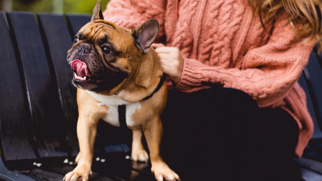 Τι σημαίνουν οι κινήσεις του σκύλου σας -Μάθετε να επικοινωνείτε | 0 bovary.gr