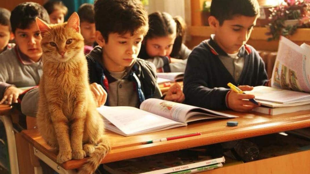 Αυτός ο γάτος υιοθετήθηκε από την τρίτη τάξη δημοτικού της Σμύρνης και κάνει μάθημα μαζί με τα παιδιά | 0 bovary.gr