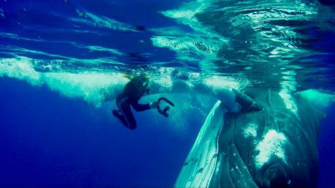 Εκπληκτικό: Τεράστια φάλαινα σώζει δύτη από επίθεση καρχαρία | 0 bovary.gr