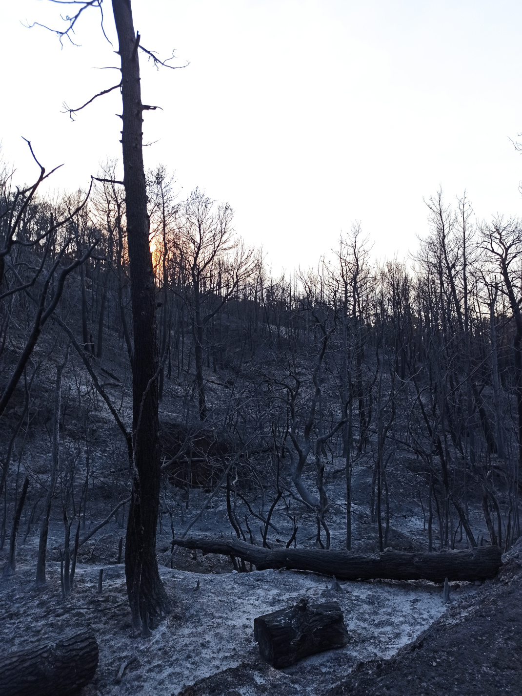 Κάηκε το δάσος στο Κρυονέρι