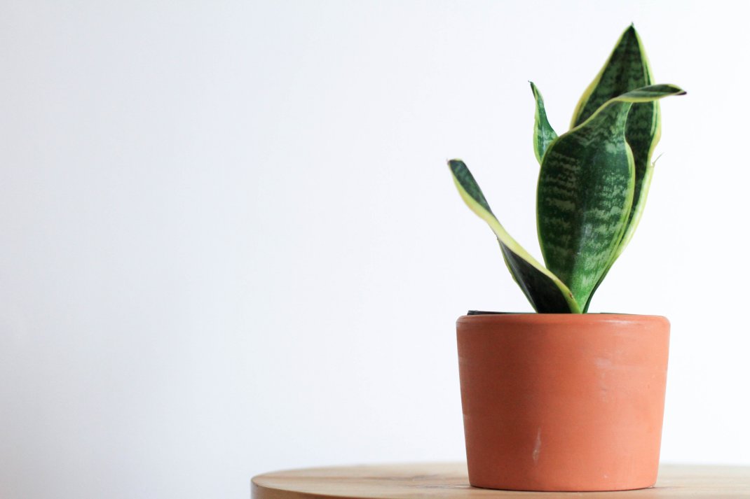 Σανσεβιέρια (Dracaena trifasciata) - Φωτογραφία: Unsplash