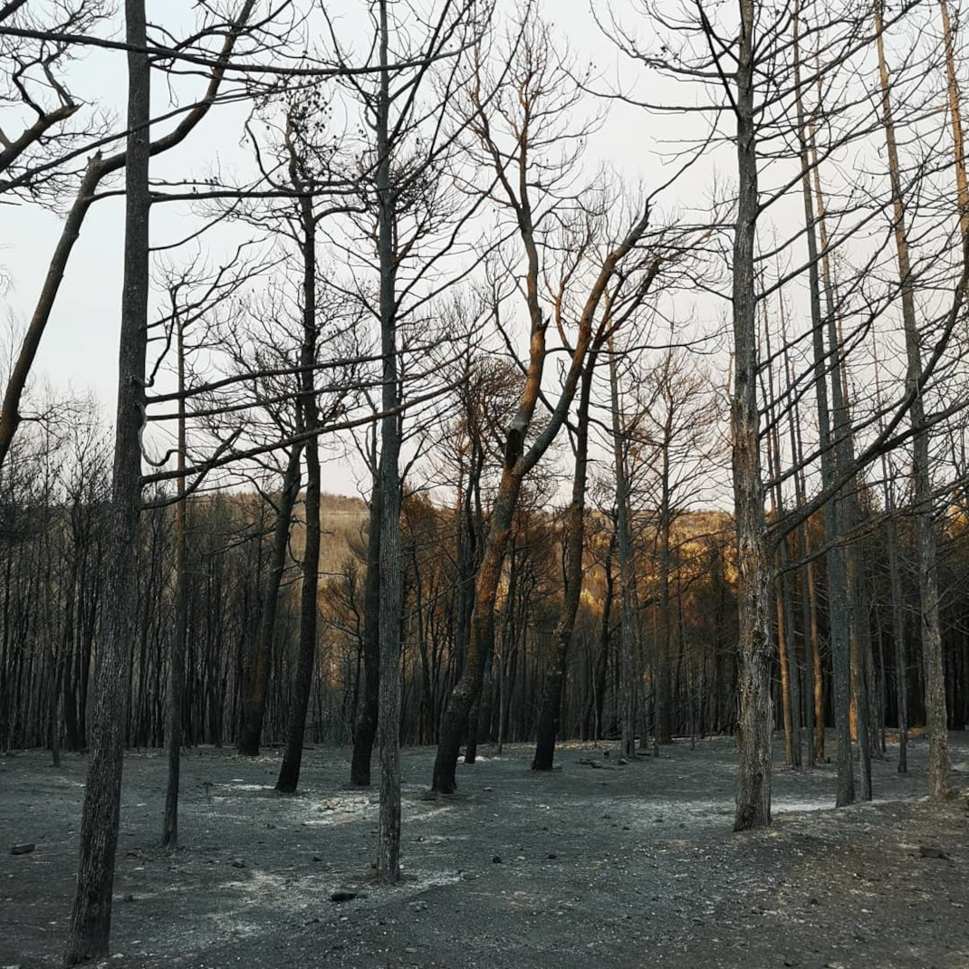 Κάηκε το δάσος στο Κρυονέρι