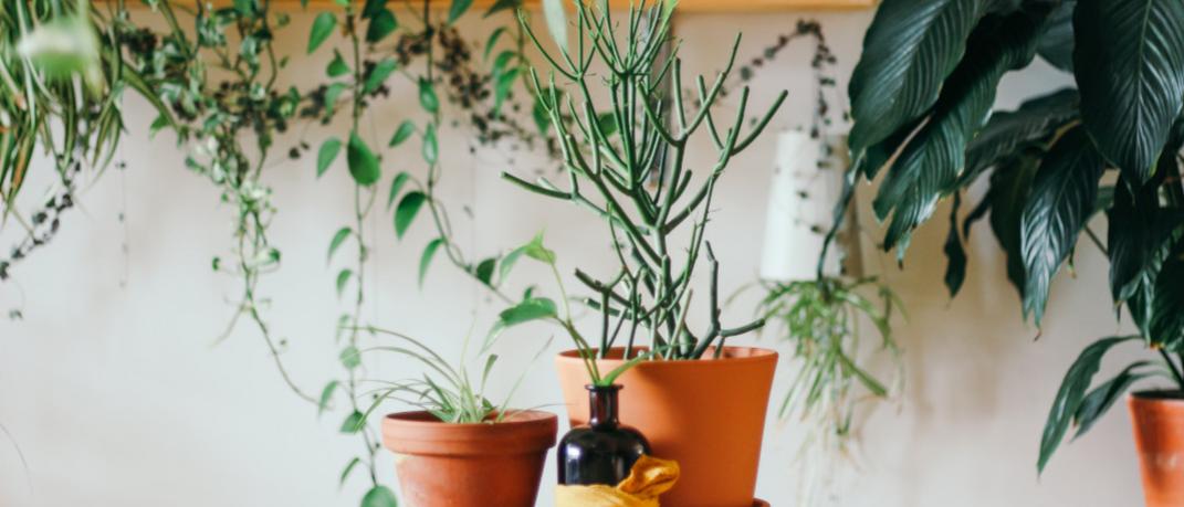 Γλάστρες από τερακότα με φυτά πάνω σε τραπέζι