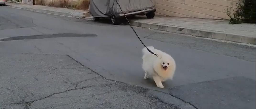 Ενας λευκός σκύλος με λουρί βγαίνει βόλτα