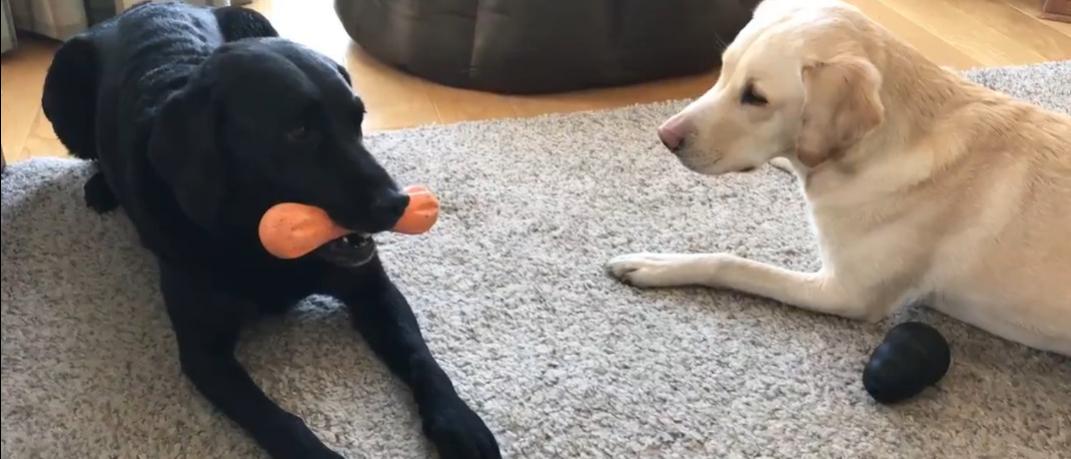 Δύο σκύλοι με παιχνίδι