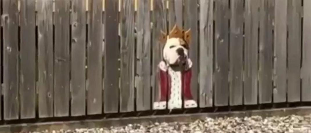 Σκύλος κοιτάει τους περαστικούς από μια τρύπα ενός φράχτη