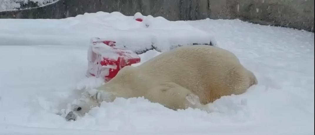αρκούδα στο χιόνι