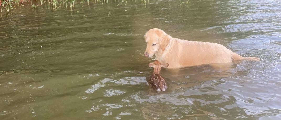 Ένας σκύλος διέσωσε ελάφι από πνιγμό σε λίμνη