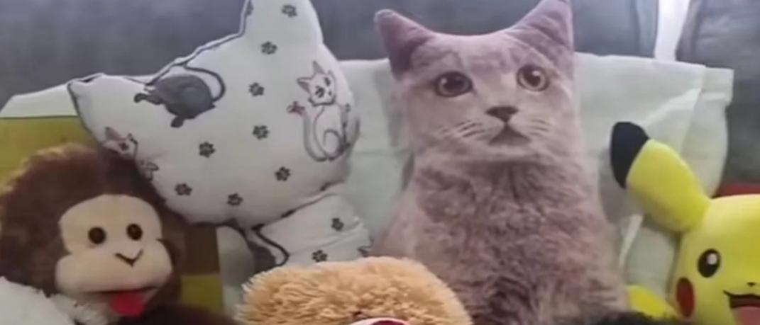 Πού κρύβεται ο Λάρι ο γάτος, viral βίντεο