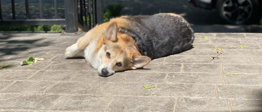 corgi