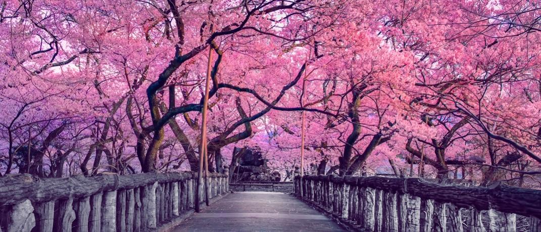 Ανθισμένες κερασιές στην Ιαπωνία