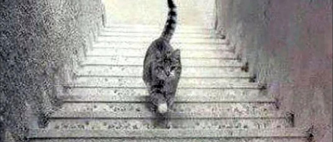 Η viral φωτό με την γάτα στις σκάλες