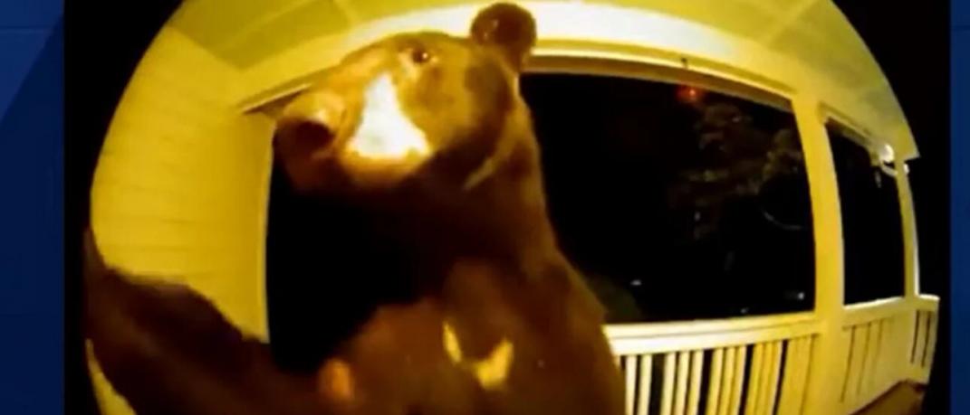 Αρκούδα χτύπησε το κουδούνι σε σπίτι στη Νότια Καρολίνα / youtube 