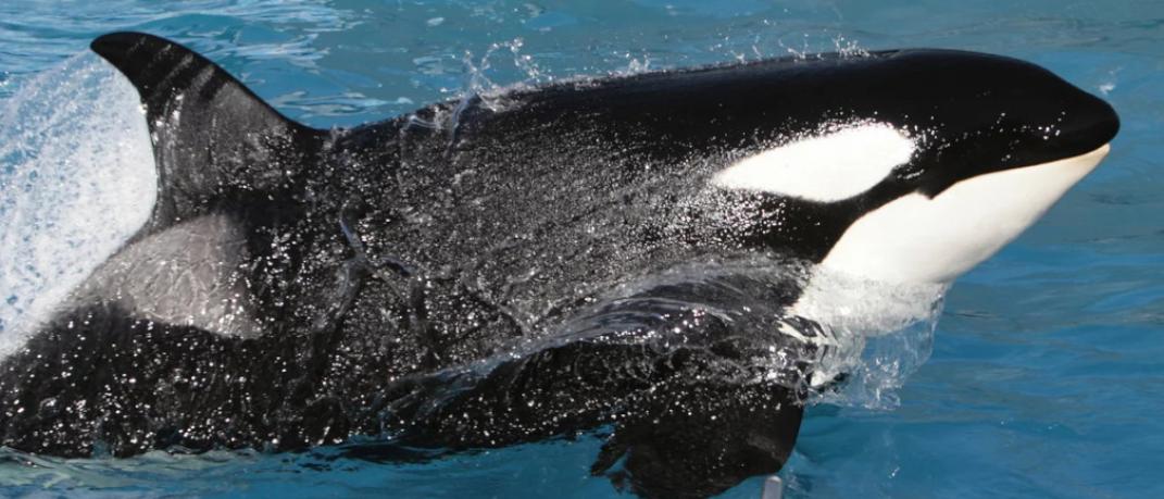 Φάλαινα όρκα στο SeaWorld του Σαν Ντιέγκο των ΗΠΑ
