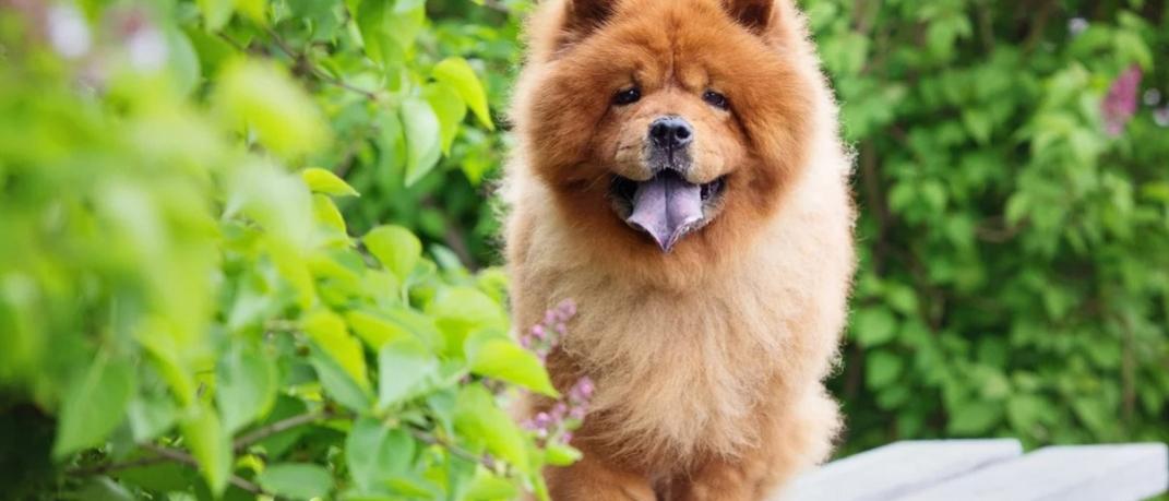 Σκύλος ράτσας Chow Chow / Φωτογραφία: Shutterstock