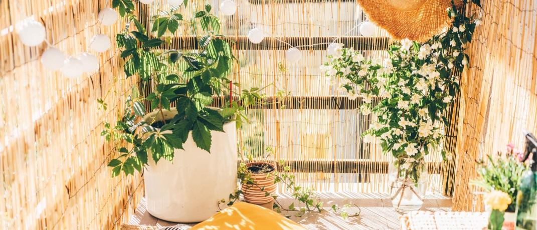 φυτά που θα φέρουν τη Χαβάη στο μπαλκόνι σου