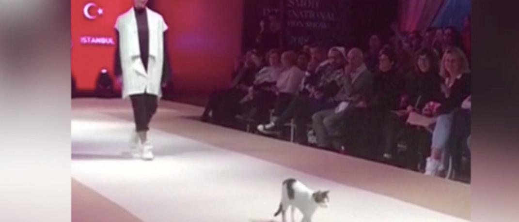 Catwalk με όλη την σημασία της λέξης - Δείτε τι συνέβη όταν μια γάτα αποφάσισε να ανέβει σε πασαρέλα στην Τουρκία | 0 bovary.gr