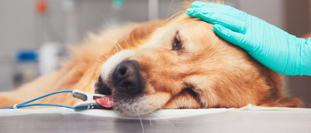 Ενας άρρωστος σκύλος στον κτηνίατρο, Φωτογραφία: Shutterstock/ By Jaromir Chalabala