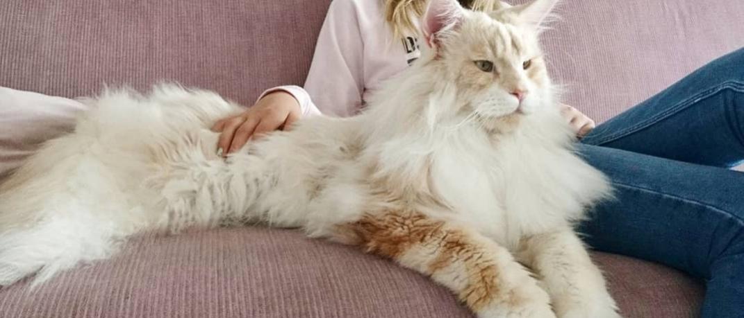 H γάτα ράτσας Μέιν Κουν, Φωτογραφία: lotus_the_mainecoon/instagram