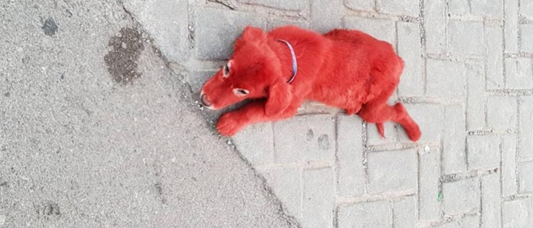 Απίστευτο: Έβαψαν κόκκινο ένα κουτάβι στη Χαλκίδα με βαφή μαλλιών | 0 bovary.gr