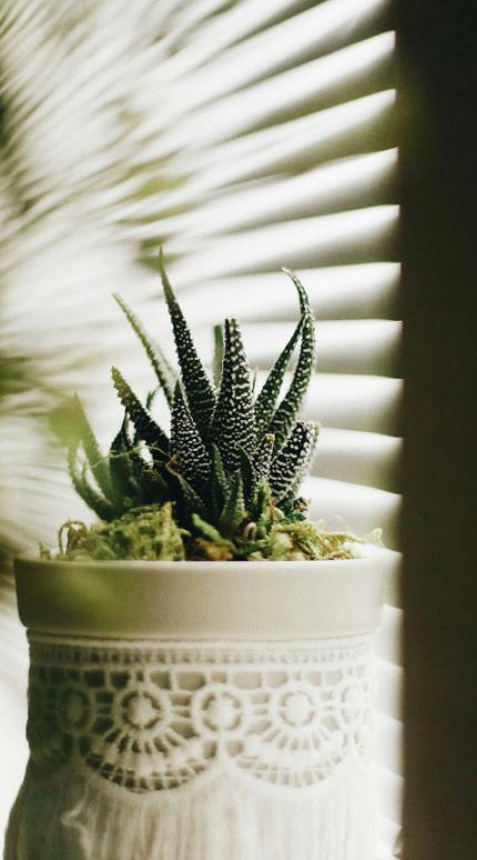 Τρία ανθεκτικά μιρκά φυτά