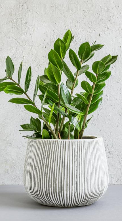 Τα φυτά που δεν τα πειράζει να μην έχουν πολύ φως