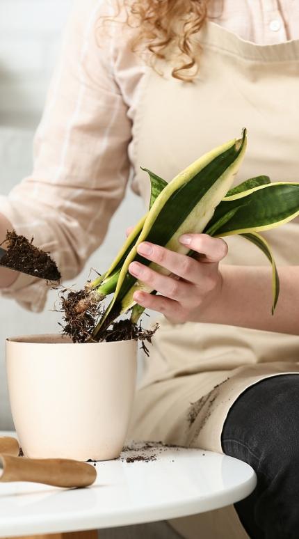 Φωτογραφία Shutterstock 