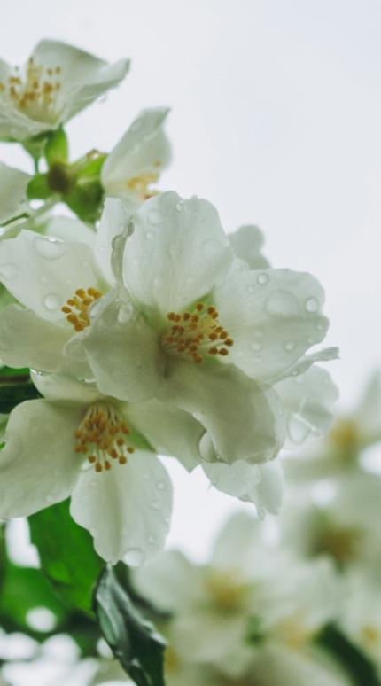 Φυτό με σταγόνες βροχής πάνω 