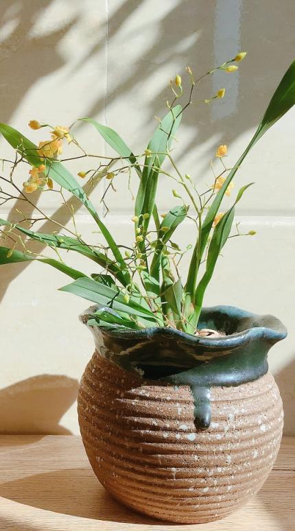 Το κόλπο που βοηθά τα φυτά να ευδοκιμήσουν 