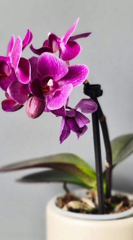 Ανθισμένη ορχιδέα/Φωτογραφία Unsplash 