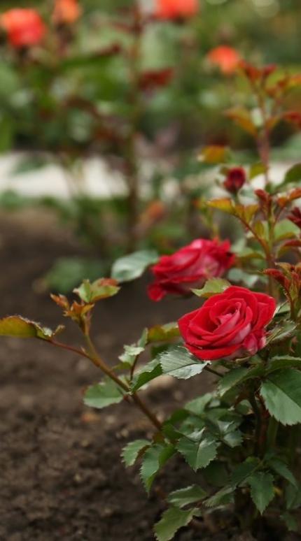 Ποια εποχή είναι καλύτερα να φυτέψετε μια τριανταφυλλιά