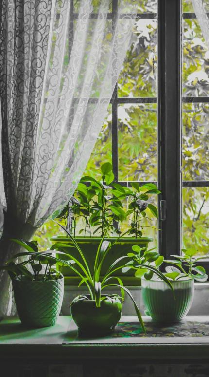 Σε τι βοηθάει το λεμόνι τα φυτά