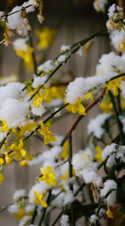 Το αναρριχώμενο φυτό του χειμώνα