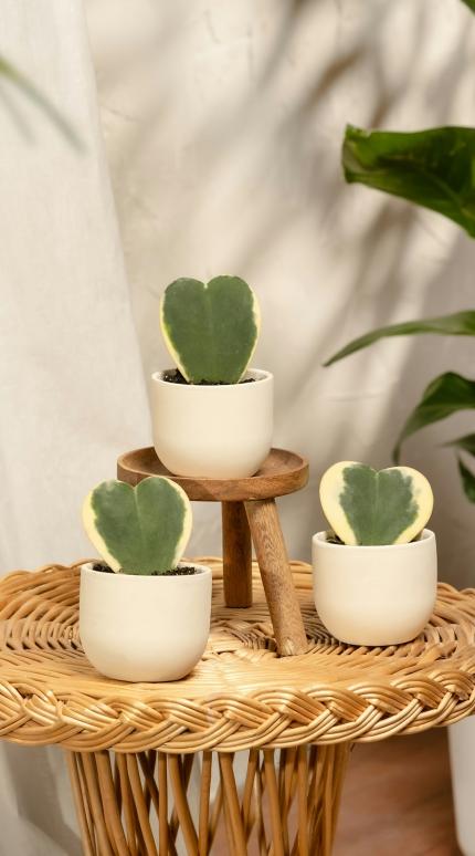 Hoya kerrii/Φωτογραφία Unsplash 