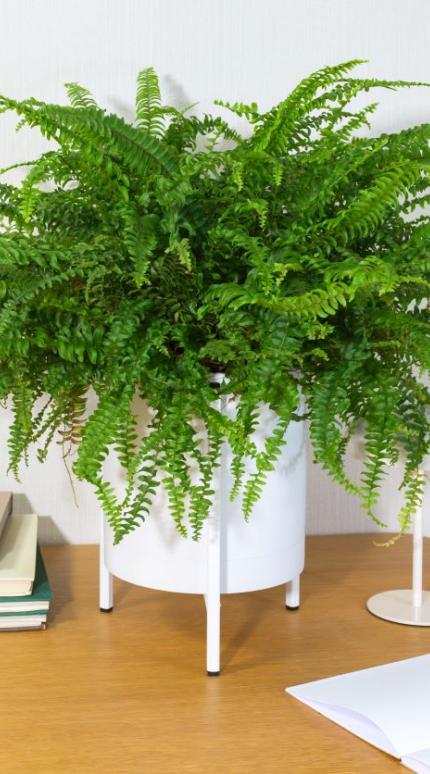 Ποιο φυτό διώχνει την υγρασία