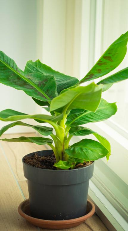 Φυτό στο σπίτι 